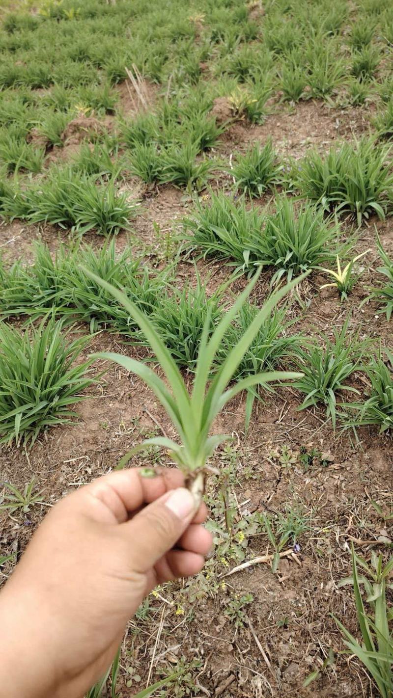 基地直供萱草现挖现发规格齐全货源足品质保证支持当地看货