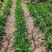 基地直供萱草现挖现发规格齐全货源足品质保证支持当地看货