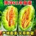 莘县中国蔬菜**县博洋61羊角蜜，源头直发，欢迎各位老板