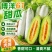 莘县中国蔬菜**县博洋61羊角蜜，源头直发，欢迎各位老板