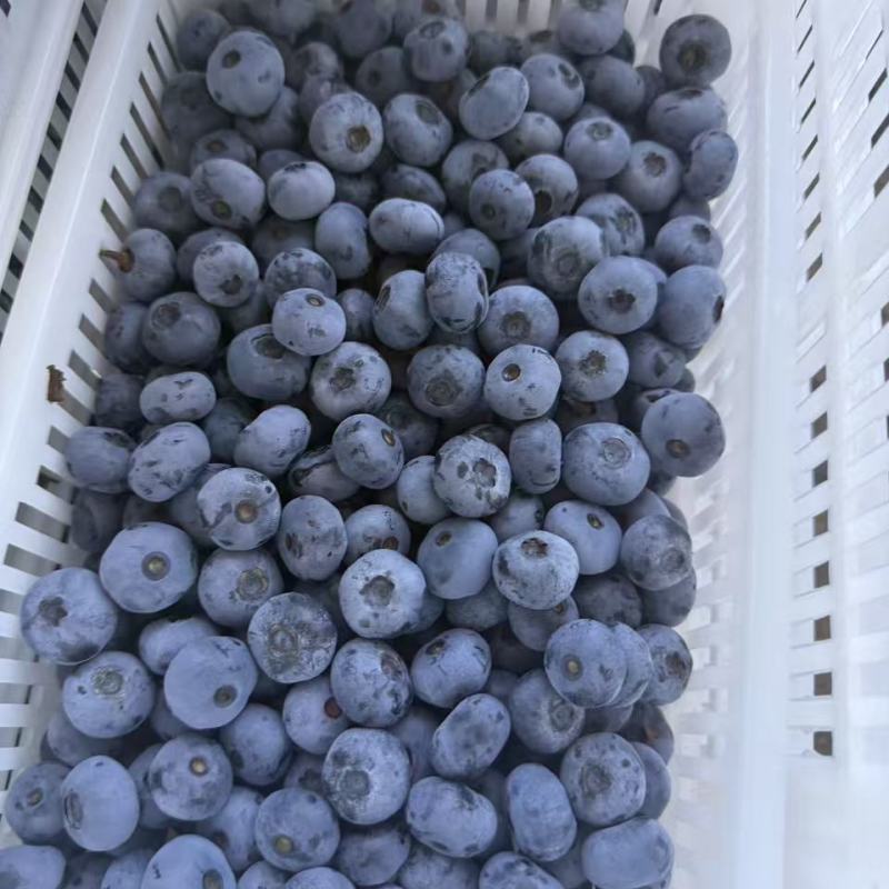 辽宁蓝莓北陆蓝莓大量供应产地直供一手货源品质保证诚信经营