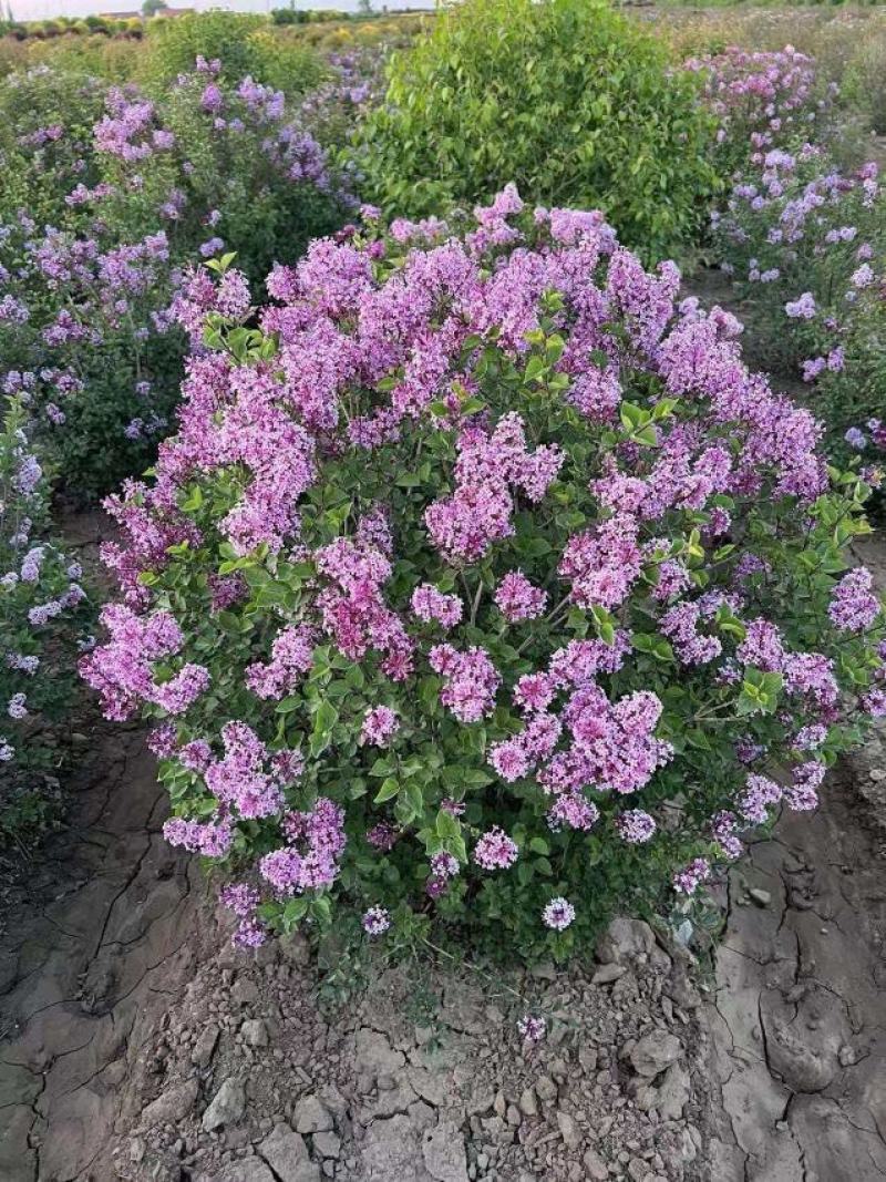 基地直供丁香苗规格起源现挖现发品质保证货源充足欢迎咨询