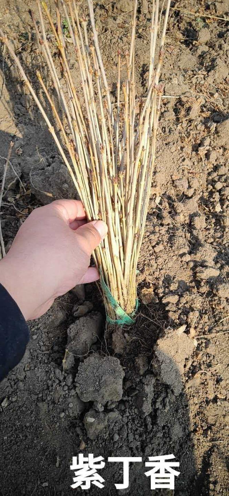 基地直供丁香苗规格起源现挖现发品质保证货源充足欢迎咨询