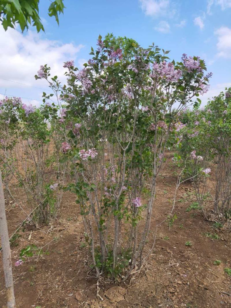 基地直供丁香苗规格起源现挖现发品质保证货源充足欢迎咨询