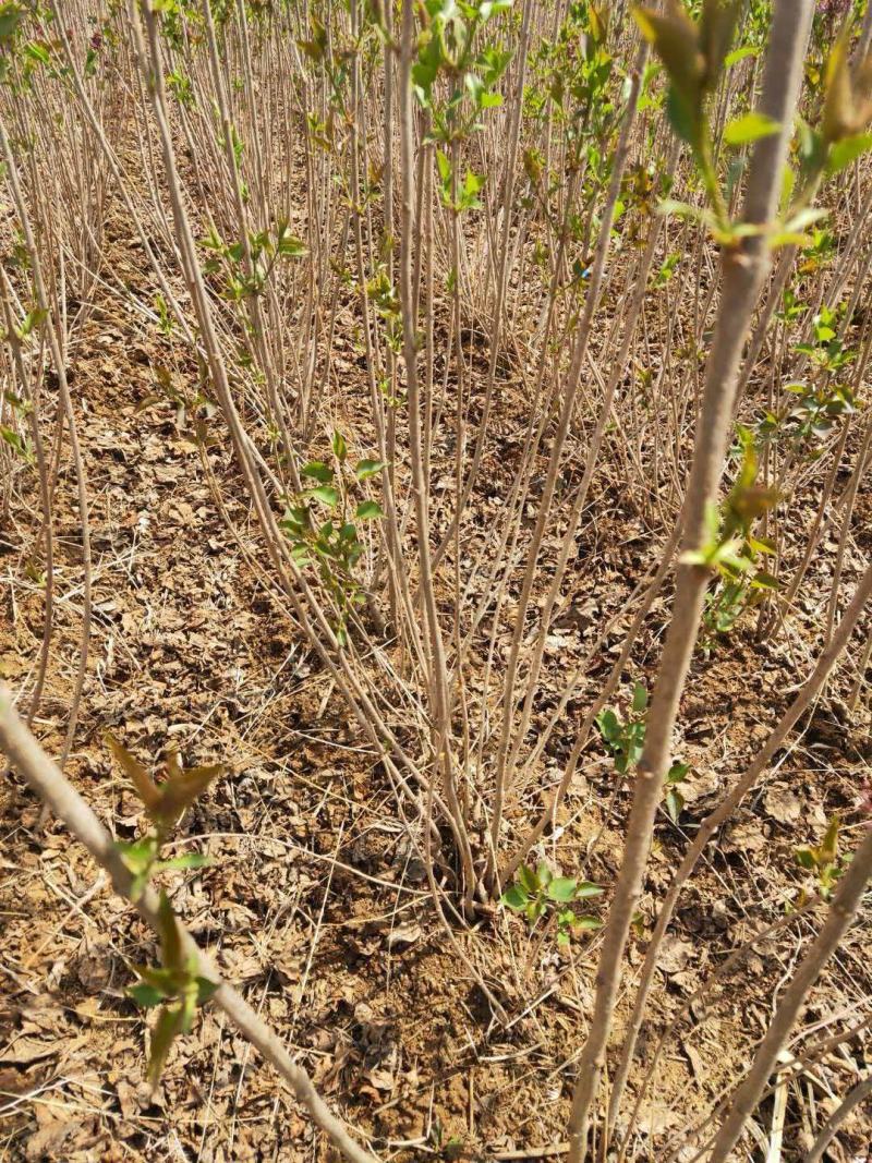 基地直供丁香苗规格起源现挖现发品质保证货源充足欢迎咨询