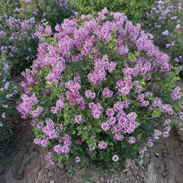 基地直供丁香苗规格起源现挖现发品质保证货源充足欢迎咨询
