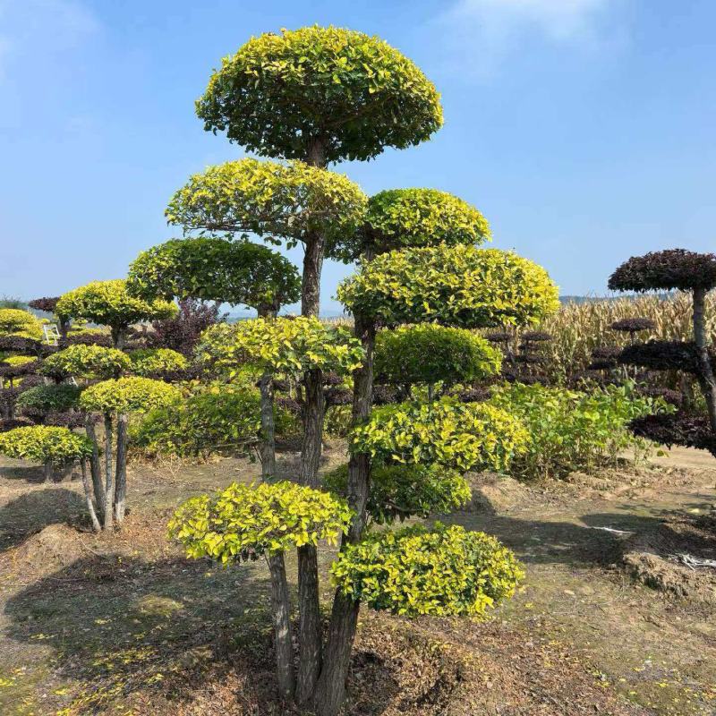精品造型树庭院一栽档次立现四季常青多年精心培育观赏价值高