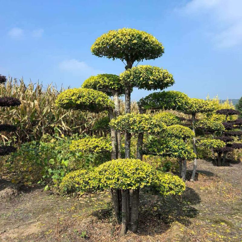 精品造型树庭院一栽档次立现四季常青多年精心培育观赏价值高
