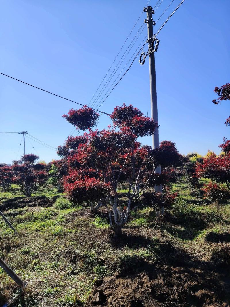 精品造型树庭院一栽档次立现四季常青多年精心培育观赏价值高