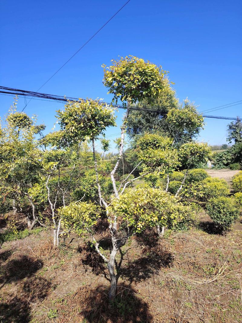 精品造型树庭院一栽档次立现四季常青多年精心培育观赏价值高