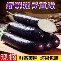 吉林长春紫茄子长茄大量供应货源充足，新鲜发货