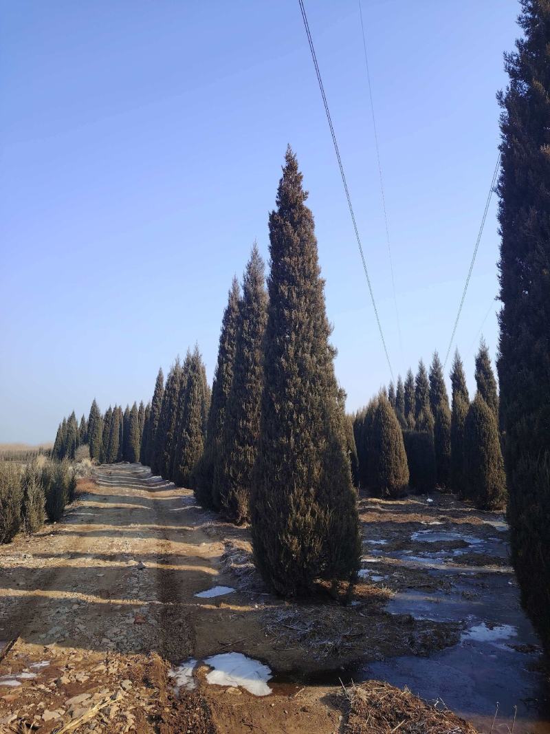 基地直供柏树规格齐全现挖现发品质保证四季常绿欢迎咨询选购