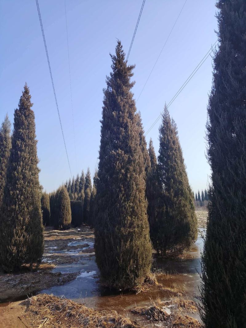 基地直供柏树规格齐全现挖现发品质保证四季常绿欢迎咨询选购