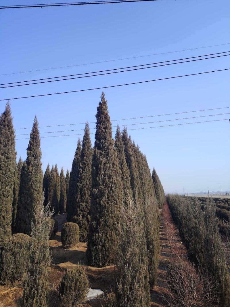 基地直供柏树规格齐全现挖现发品质保证四季常绿欢迎咨询选购