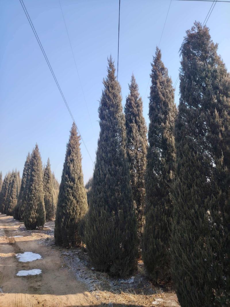 基地直供柏树规格齐全现挖现发品质保证四季常绿欢迎咨询选购
