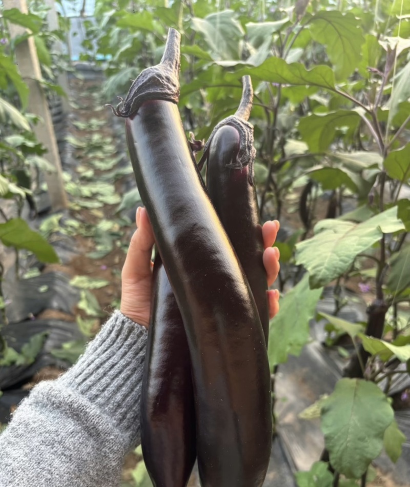 吉林长春紫茄子长茄大量供应货源充足，新鲜发货