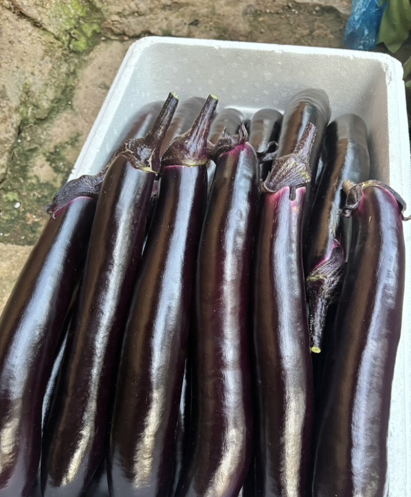 吉林长春紫茄子长茄大量供应货源充足，新鲜发货