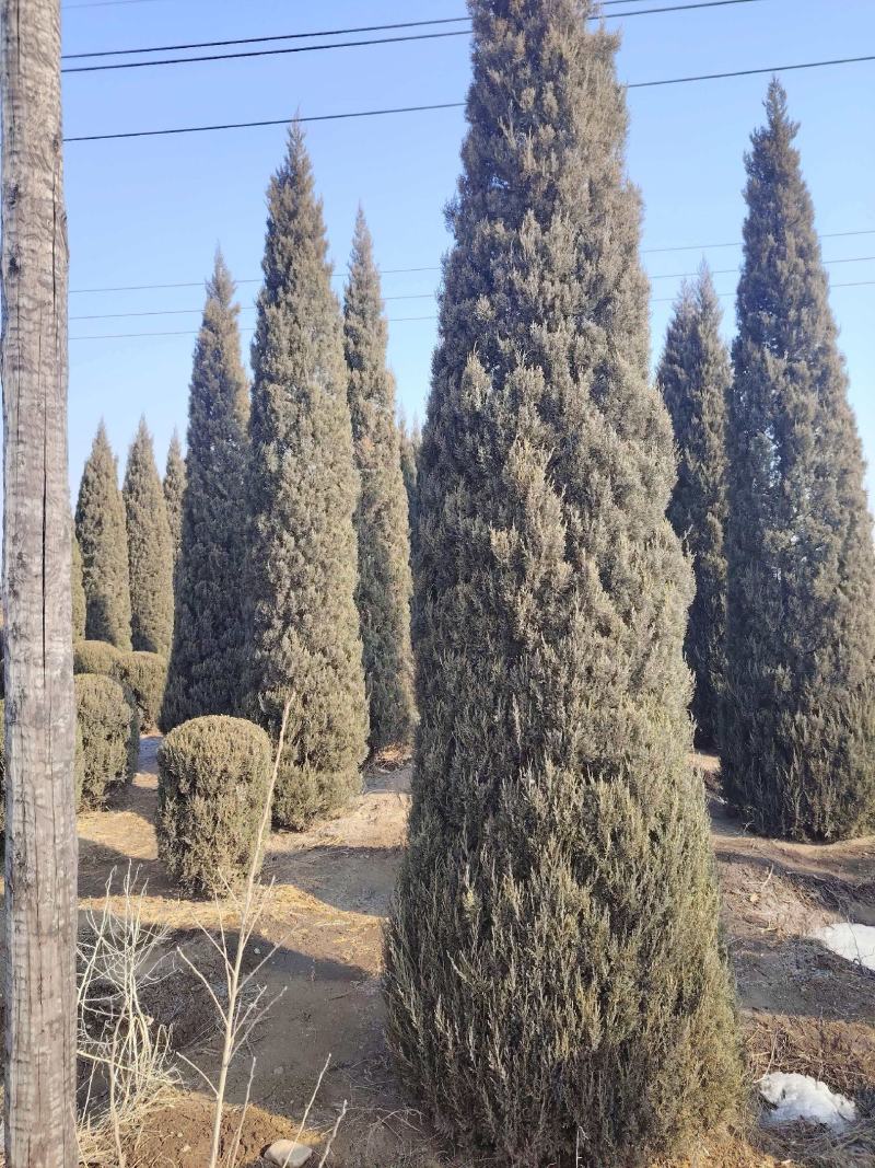 基地直供柏树规格齐全现挖现发品质保证四季常绿欢迎咨询选购
