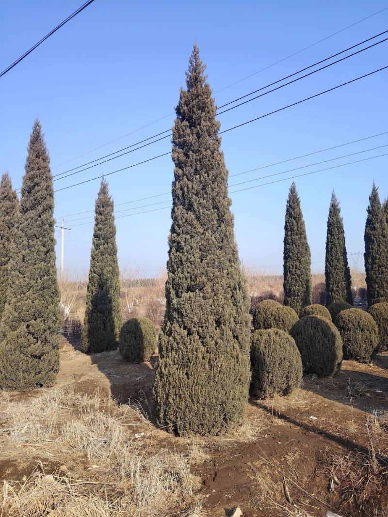 基地直供柏树规格齐全现挖现发品质保证四季常绿欢迎咨询选购