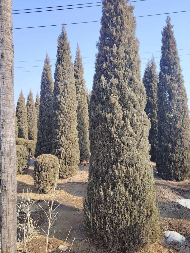 基地直供柏树规格齐全现挖现发品质保证四季常绿欢迎咨询选购