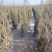 基地直供柏树规格齐全现挖现发品质保证四季常绿欢迎咨询选购