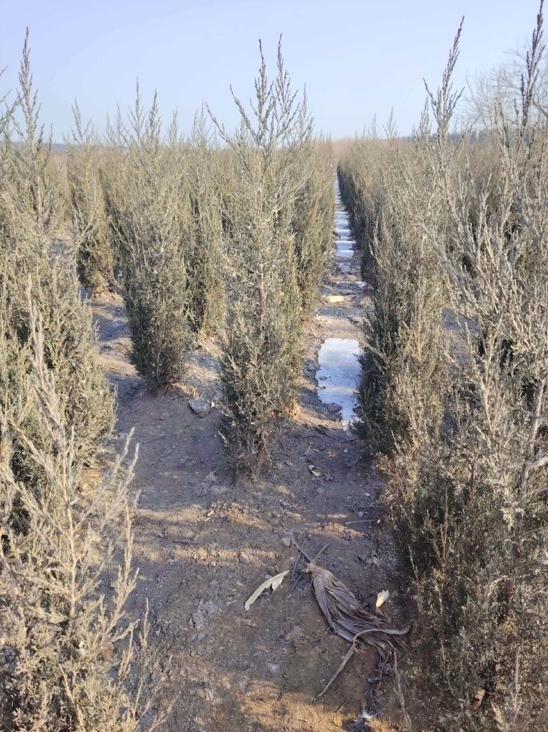 基地直供柏树规格齐全现挖现发品质保证四季常绿欢迎咨询选购