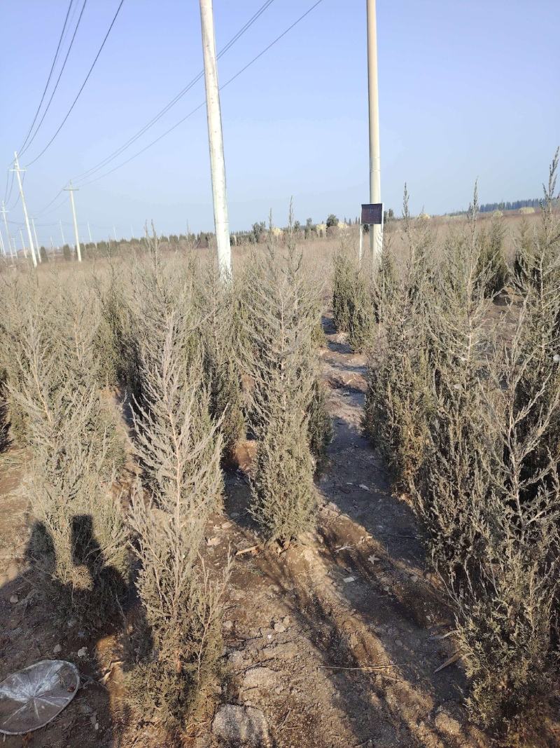 基地直供柏树规格齐全现挖现发品质保证四季常绿欢迎咨询选购