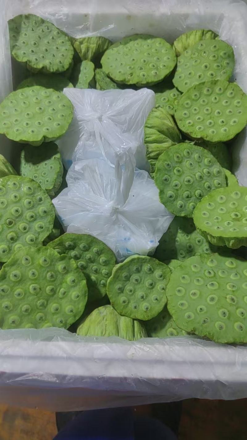 海南新鲜嫩莲蓬发货全国各地发货中上海莲蓬