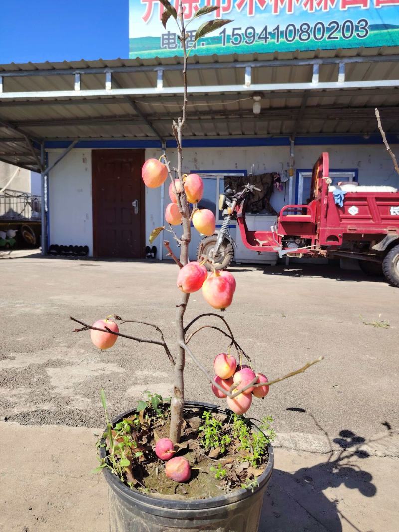 基地直供鸡心果苗规格齐全，品质保证货源充足支持实地考察