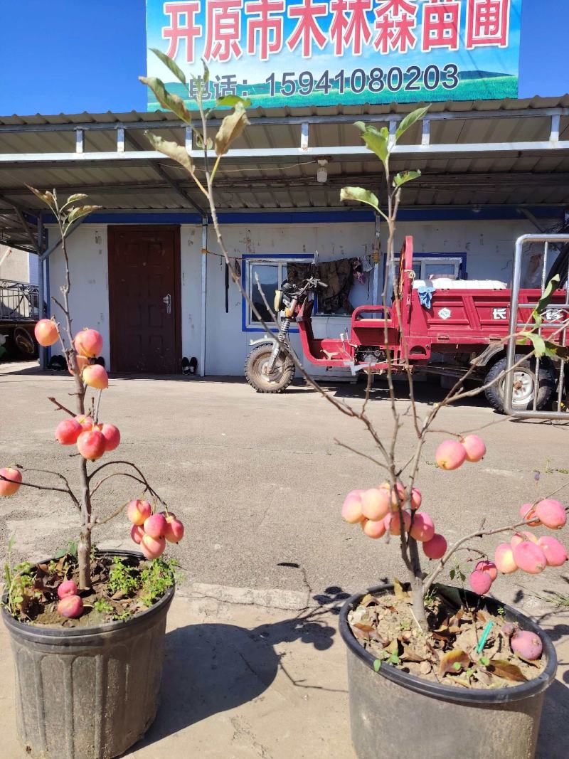 基地直供鸡心果苗规格齐全，品质保证货源充足支持实地考察