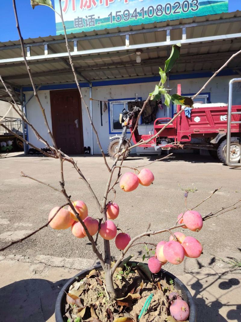 基地直供鸡心果苗规格齐全，品质保证货源充足支持实地考察