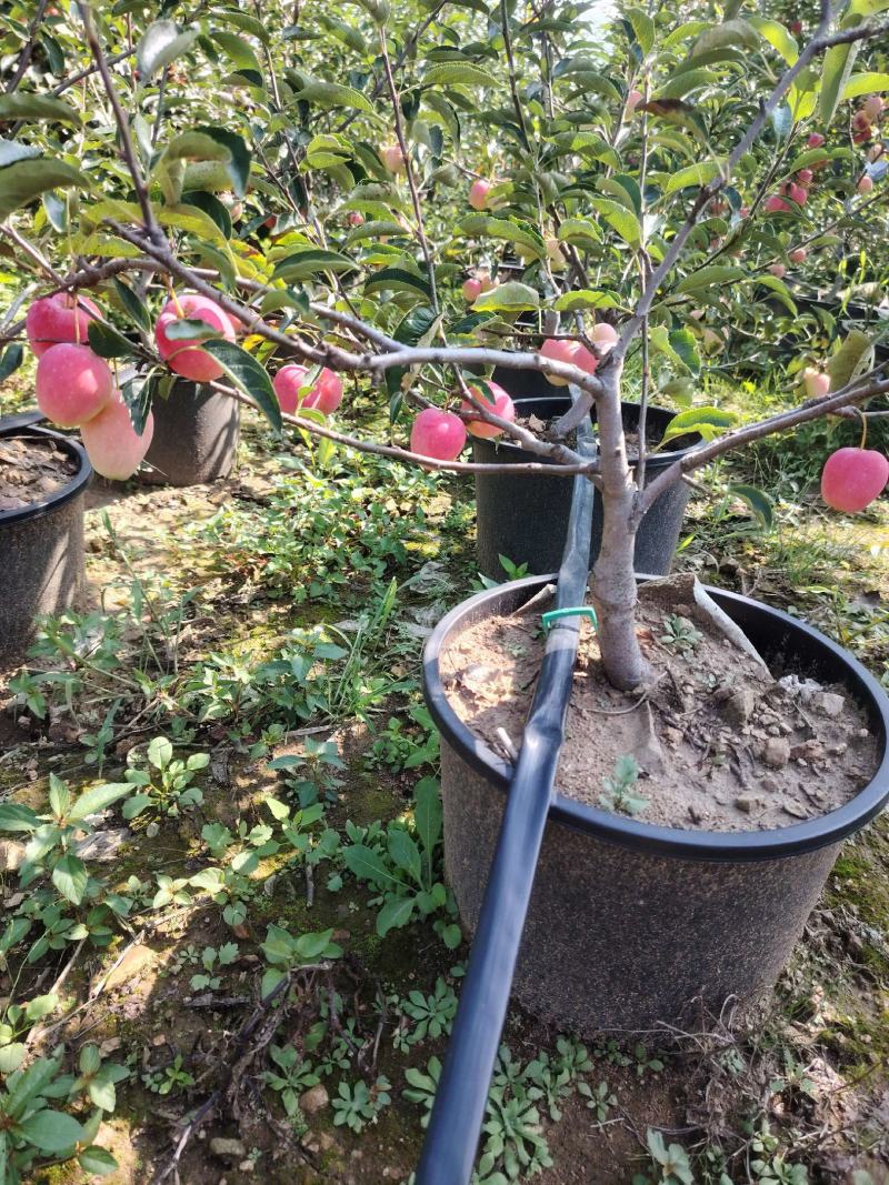 基地直供鸡心果苗规格齐全，品质保证货源充足支持实地考察