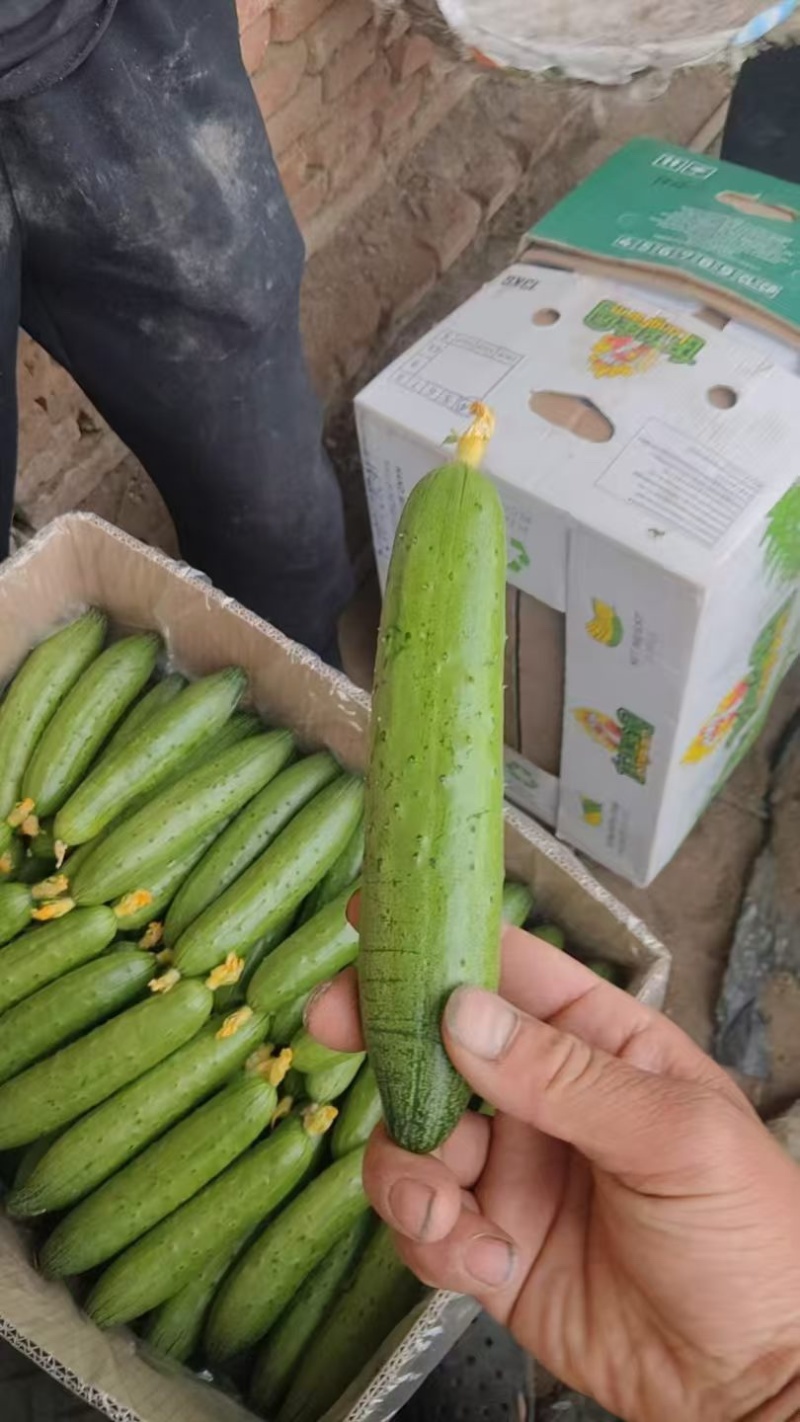 精品小黄瓜，旱黄瓜大量供应，一手货源，保质保量