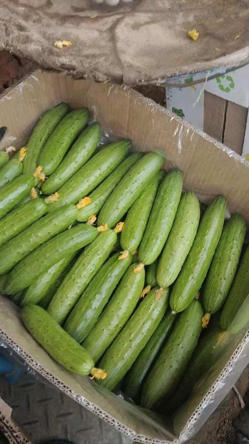 精品小黄瓜，旱黄瓜大量供应，一手货源，保质保量