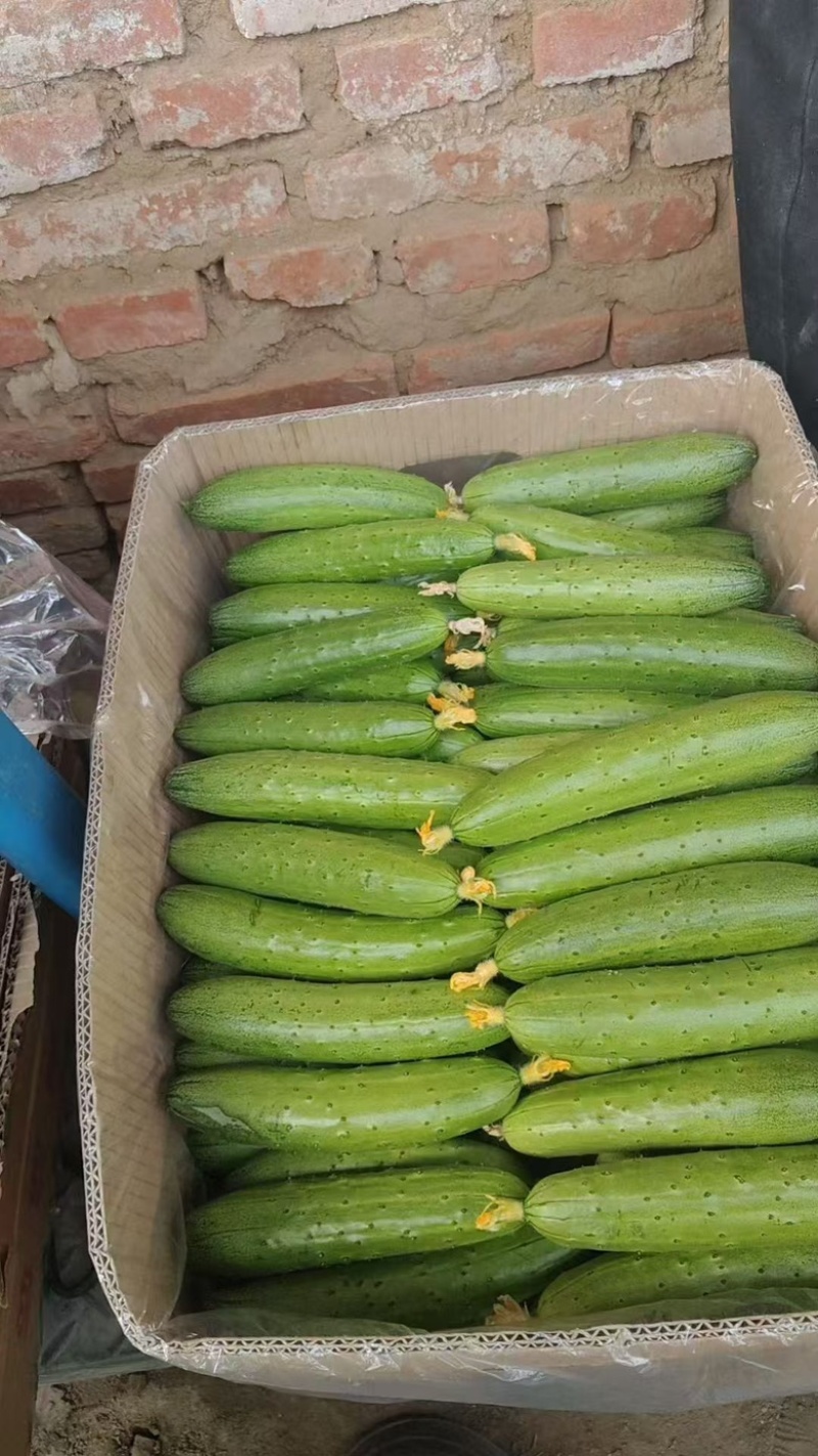 精品小黄瓜，旱黄瓜大量供应，一手货源，保质保量