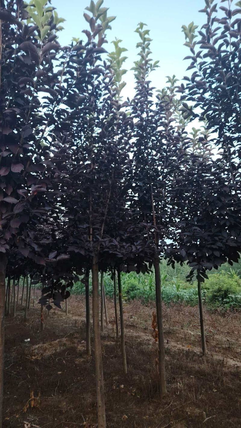 基地直供紫叶稠李规格齐全品质保证货源充足支持欢迎咨询选购