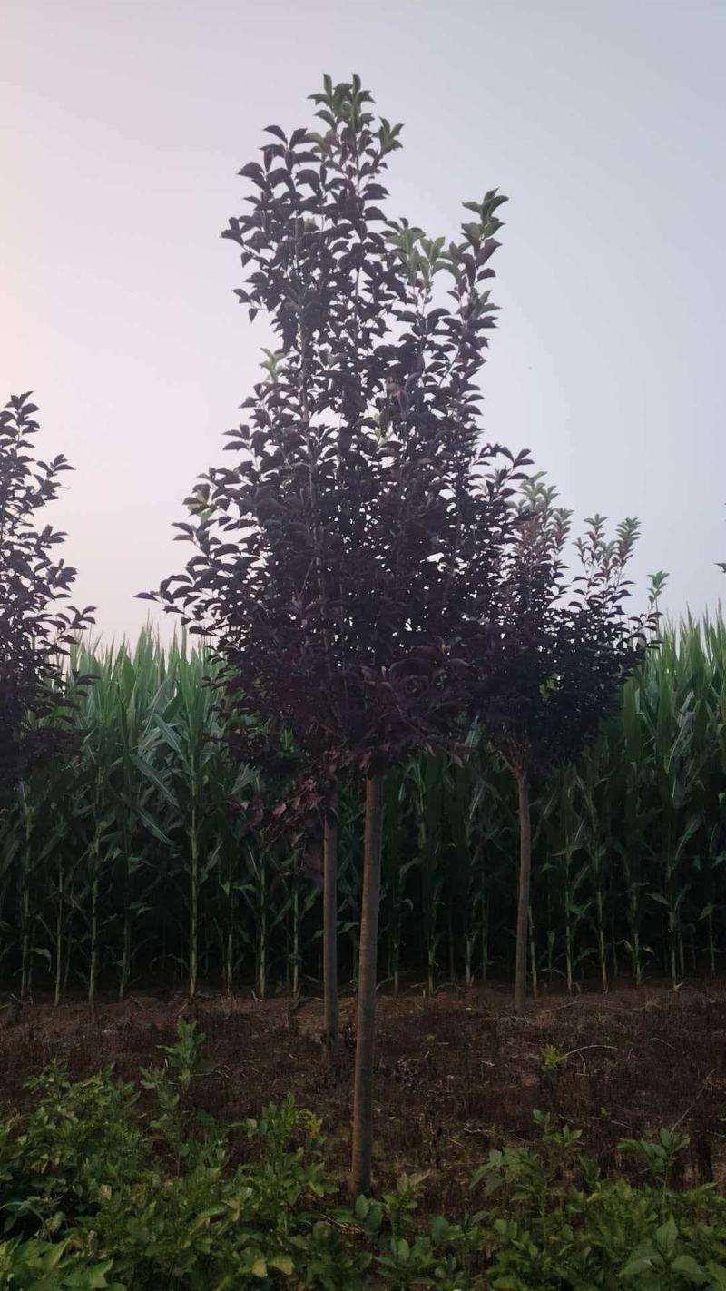 基地直供紫叶稠李规格齐全品质保证货源充足支持欢迎咨询选购