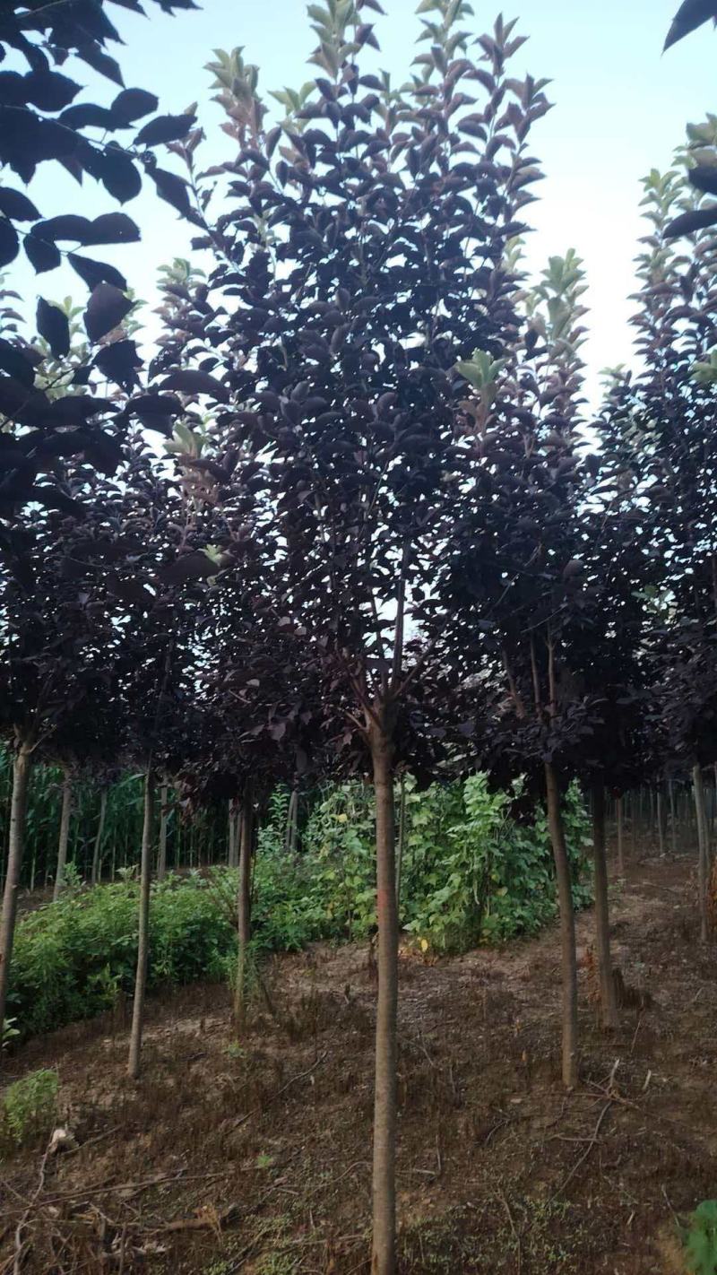 基地直供紫叶稠李规格齐全品质保证货源充足支持欢迎咨询选购