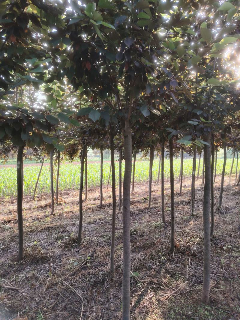基地直供紫叶稠李规格齐全品质保证货源充足支持欢迎咨询选购