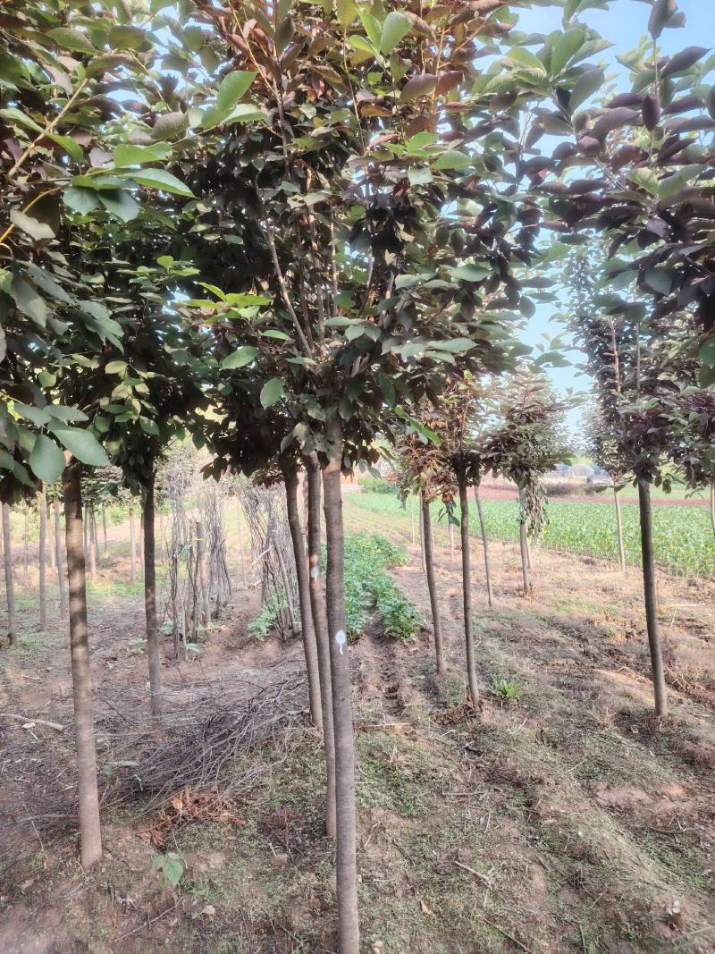 基地直供紫叶稠李规格齐全品质保证货源充足支持欢迎咨询选购