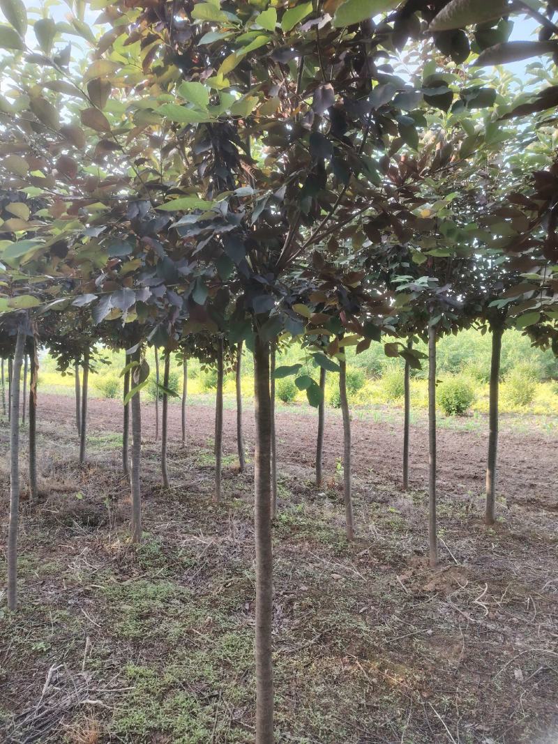 基地直供紫叶稠李规格齐全品质保证货源充足支持欢迎咨询选购