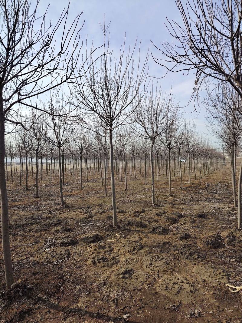 基地直供紫叶稠李规格齐全品质保证货源充足支持欢迎咨询选购