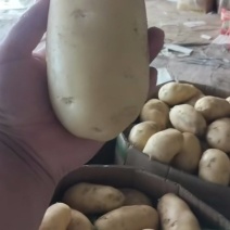 山东土豆！新荷兰土豆，大量上市供应，全国代发