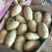 山东土豆！新荷兰土豆，大量上市供应，全国代发