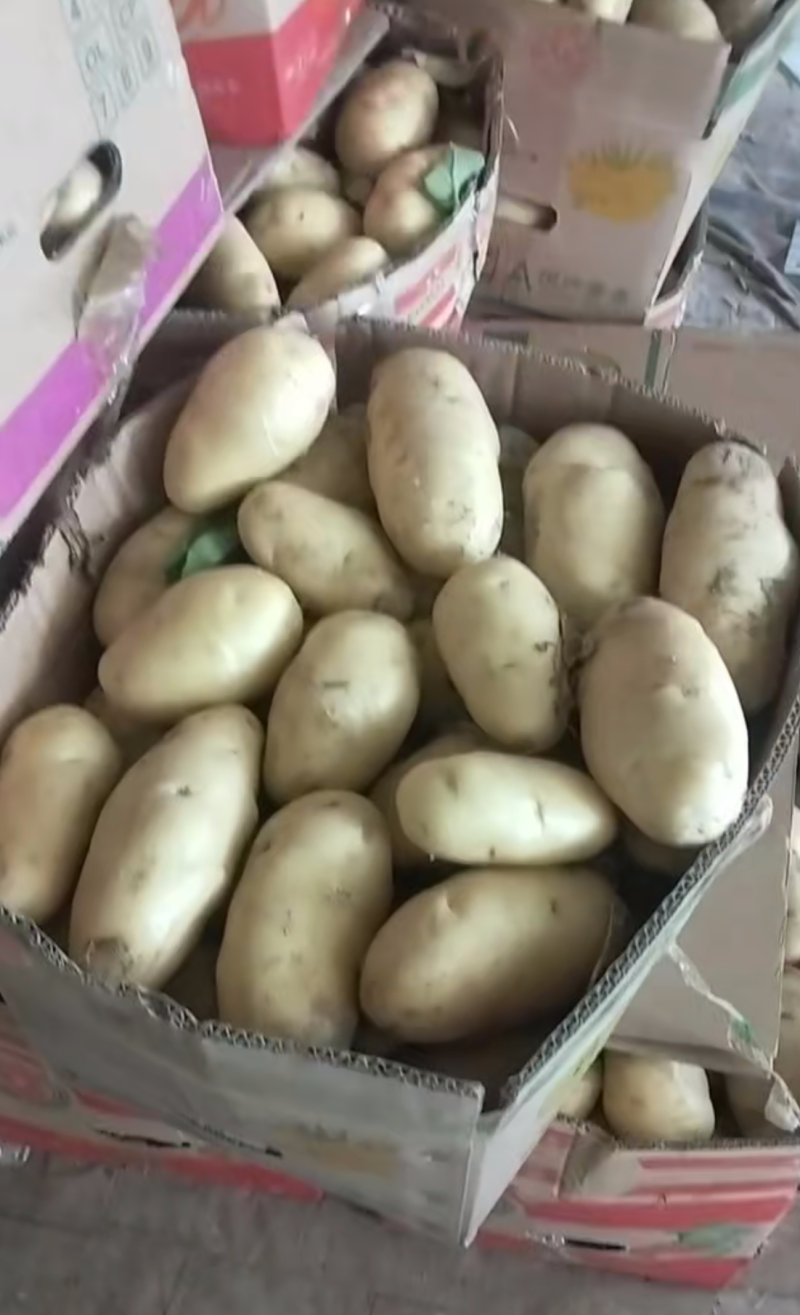 山东土豆！新荷兰土豆，大量上市供应，全国代发