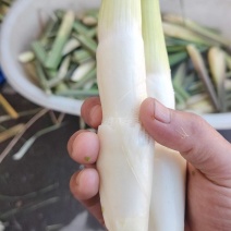 精品双季茭白