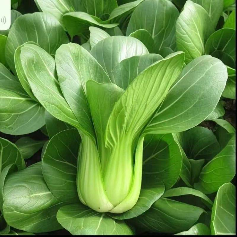 小油菜上海青需要的老板来看货了，量大从优