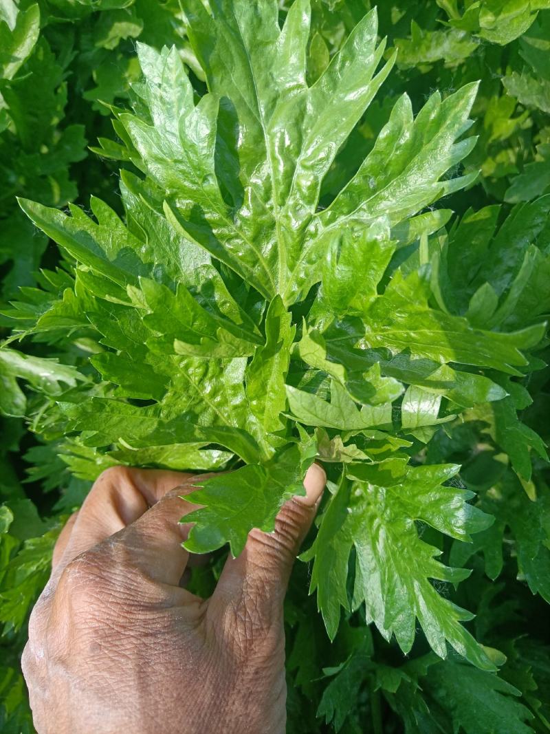 芹菜