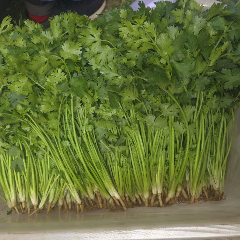 河北唐山铁杆青香菜新鲜上市可视频看货欢迎来电