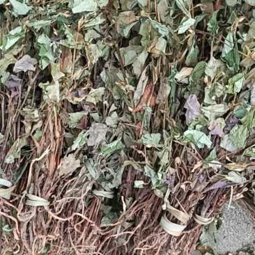 野生鱼腥草扎小把的